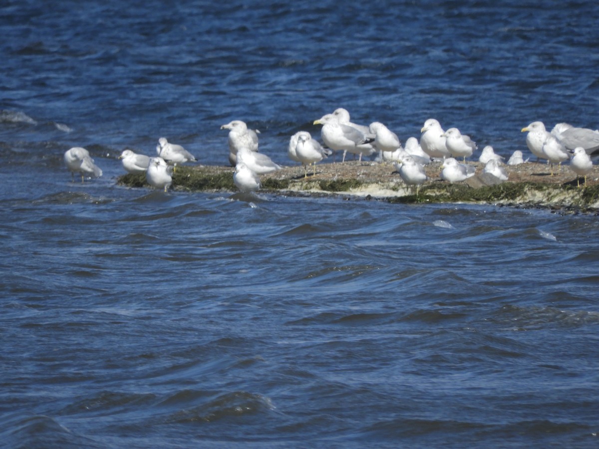 Gaviota Argéntea - ML368646601