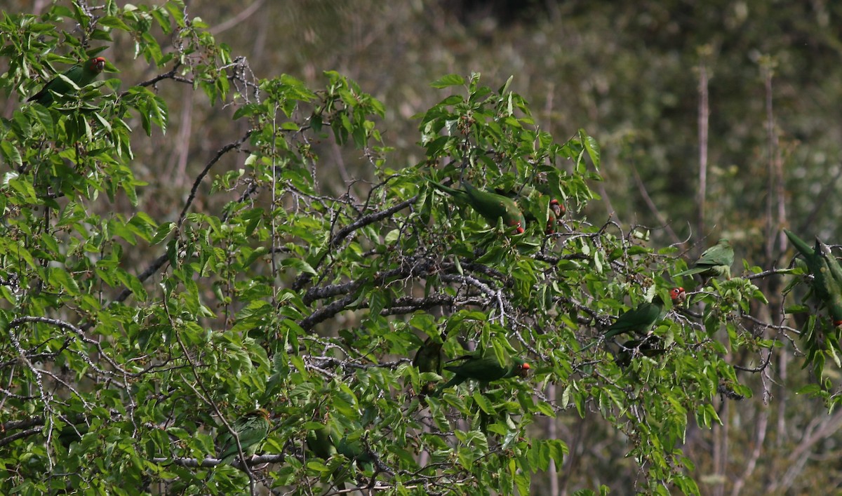 Aratinga Mitrada - ML368647601