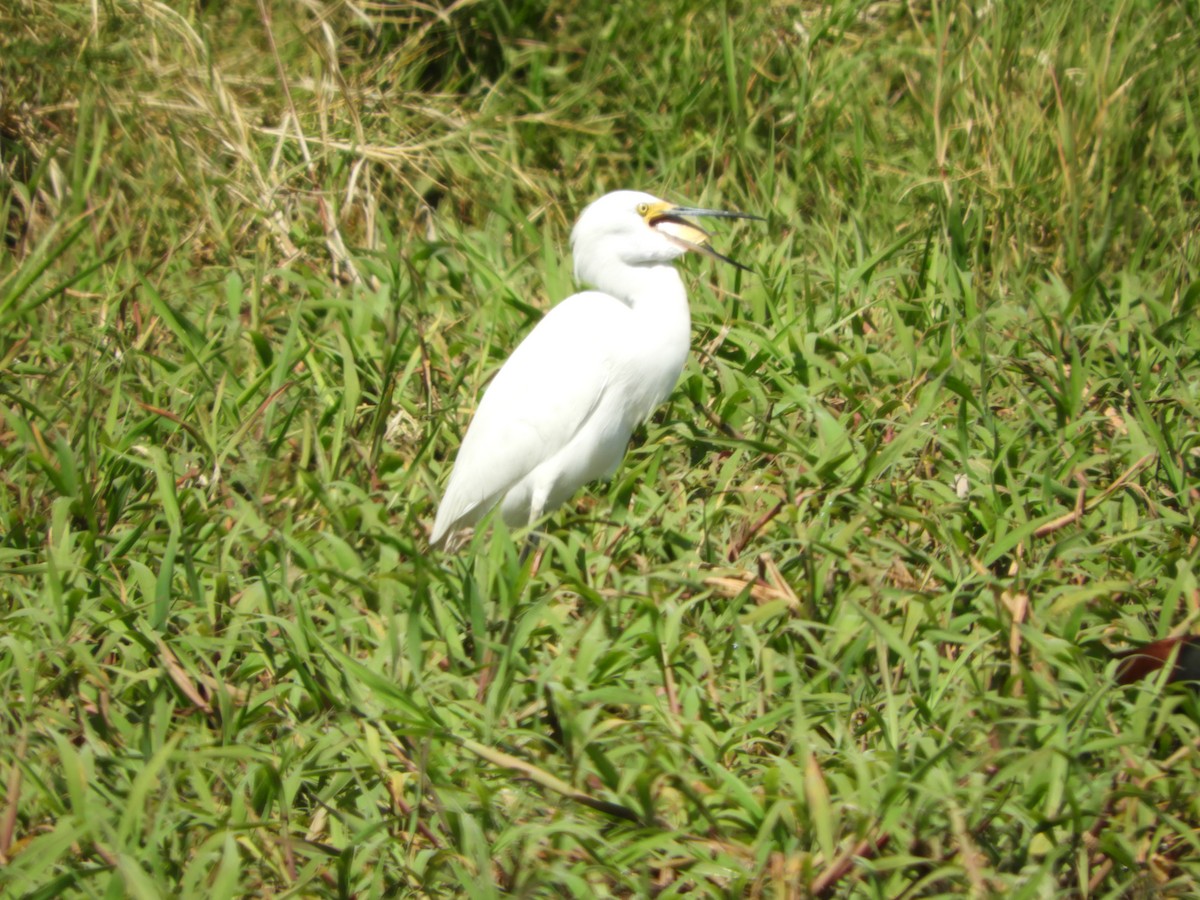 Snowy Egret - Silvia Enggist