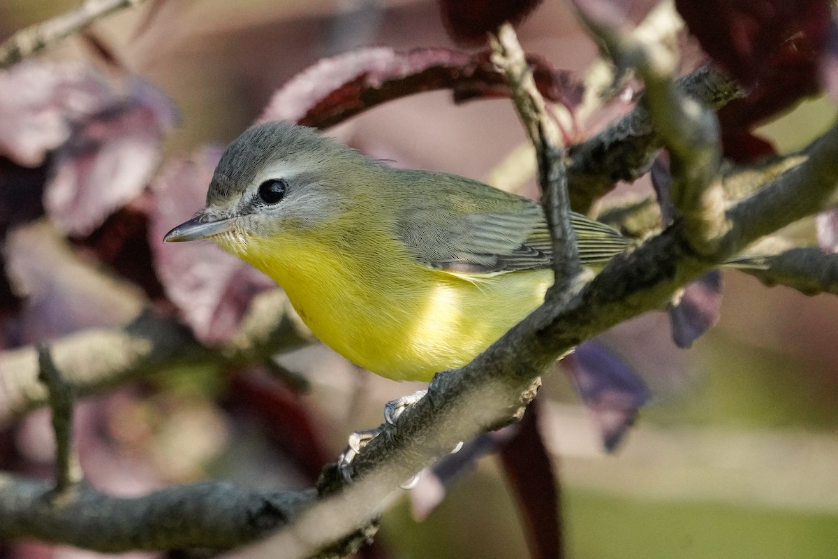 Philadelphia Vireo - ML368649011