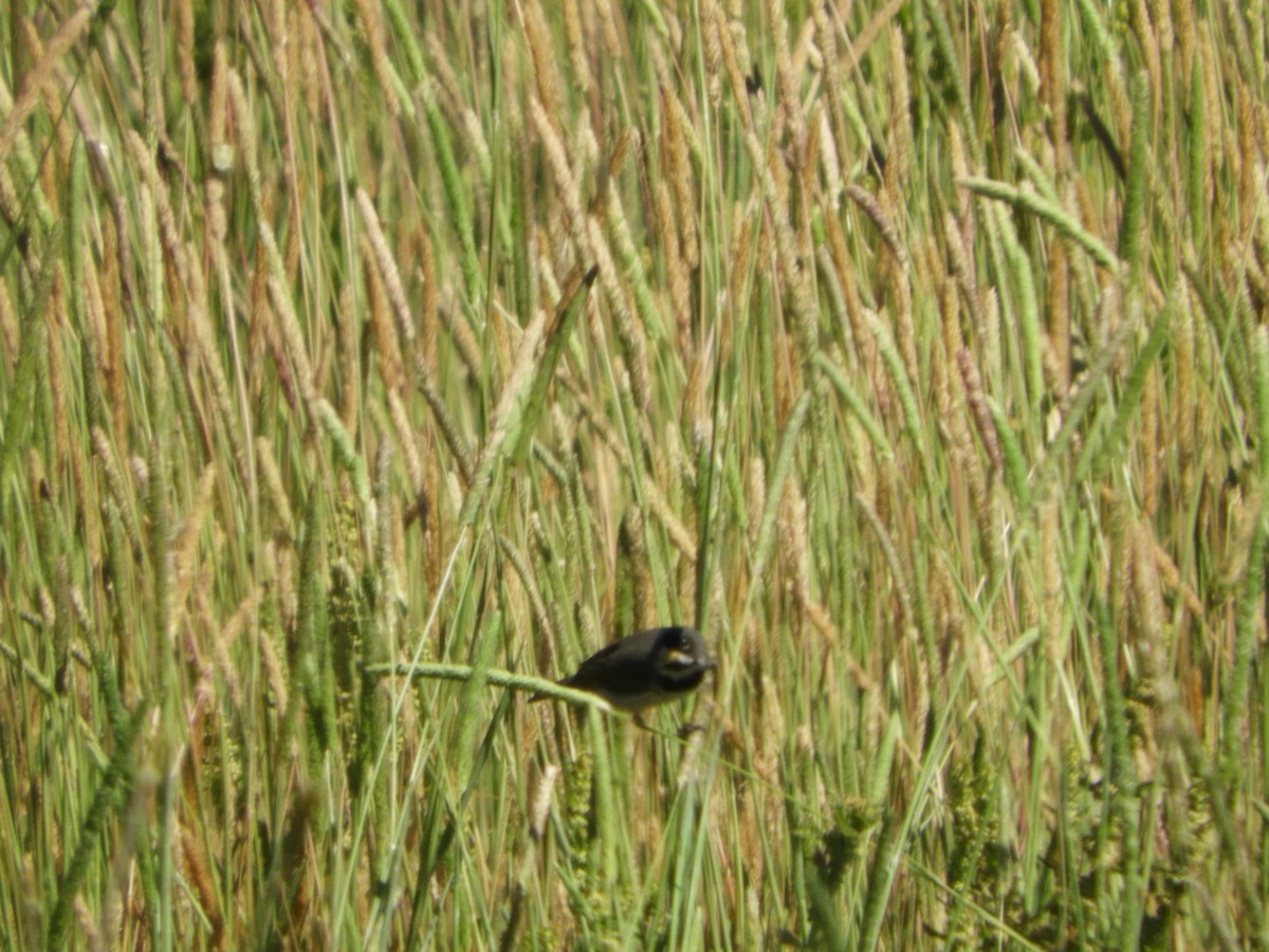 Double-collared Seedeater - Silvia Enggist