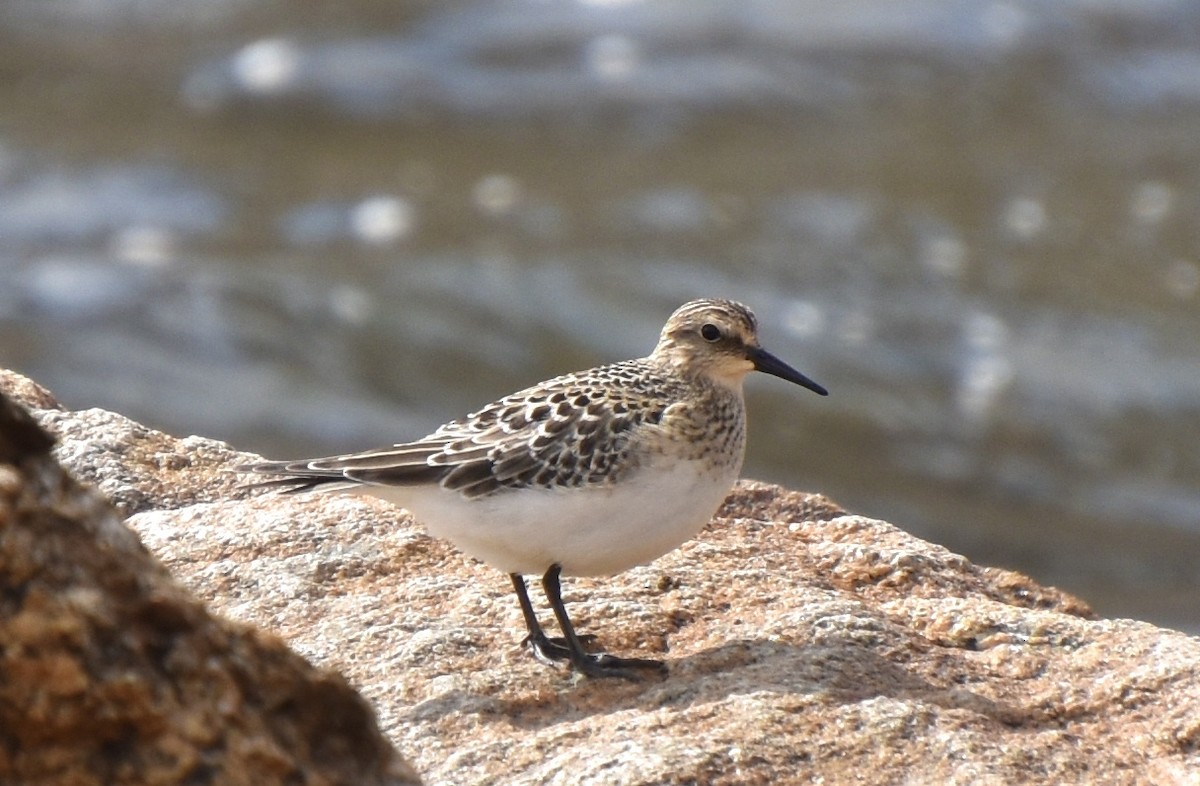 Baird's Sandpiper - ML368650481