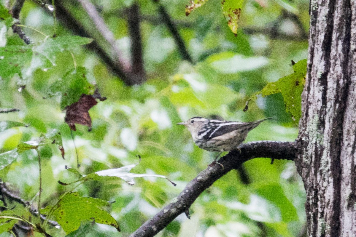 Black-and-white Warbler - ML36865321