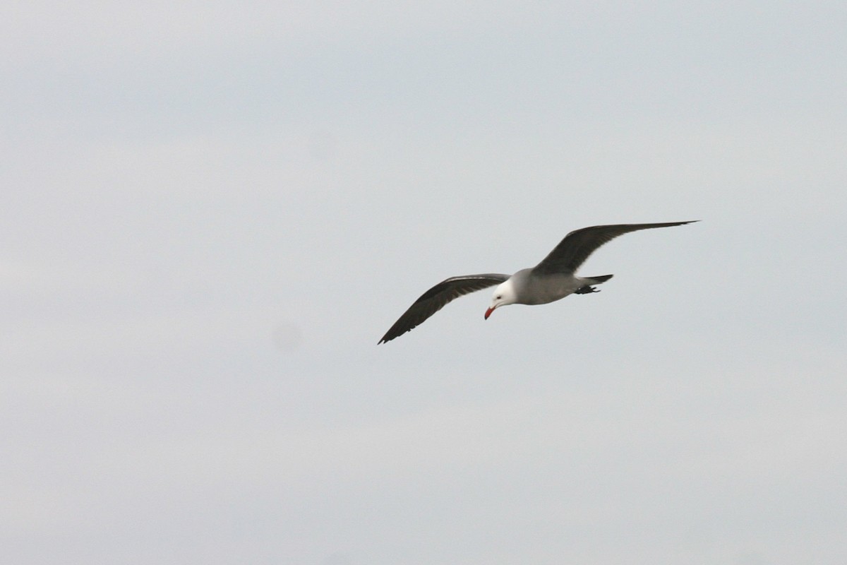 Heermann's Gull - ML36865421