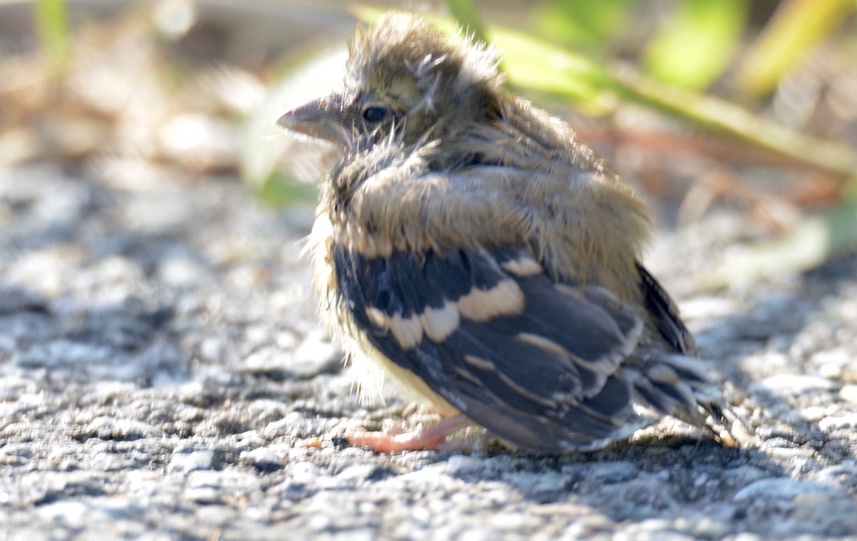 American Goldfinch - ML368654271