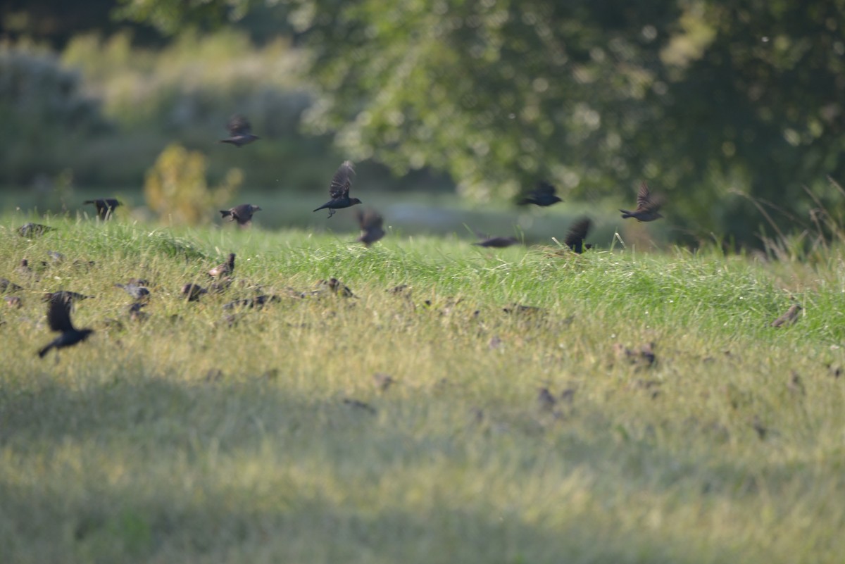 Brown-headed Cowbird - ML368654491