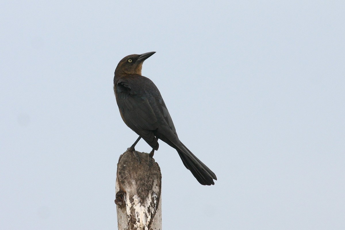 Great-tailed Grackle - Chris Wood