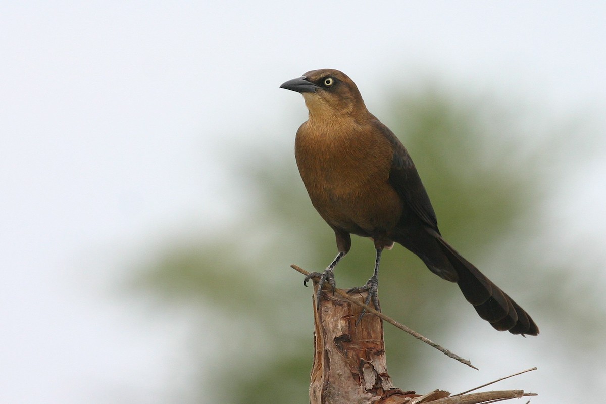 Great-tailed Grackle - Chris Wood