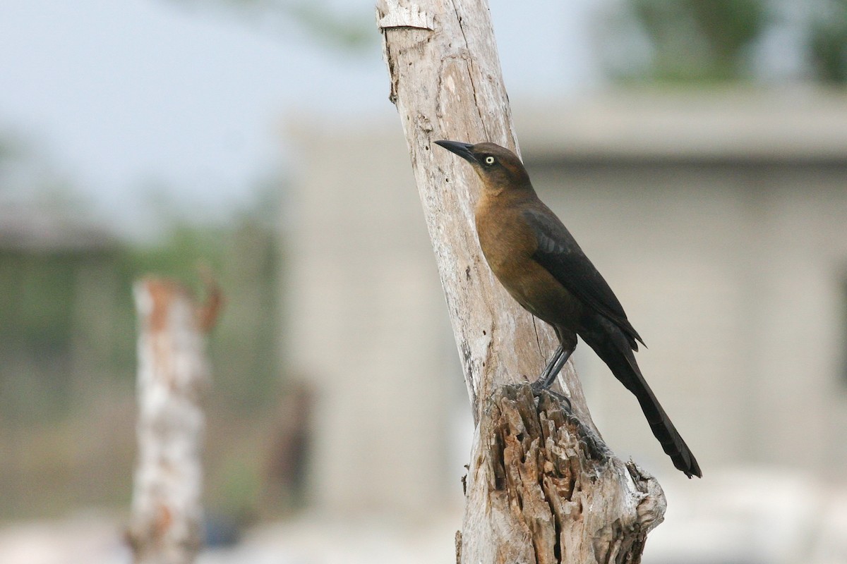 Great-tailed Grackle - Chris Wood