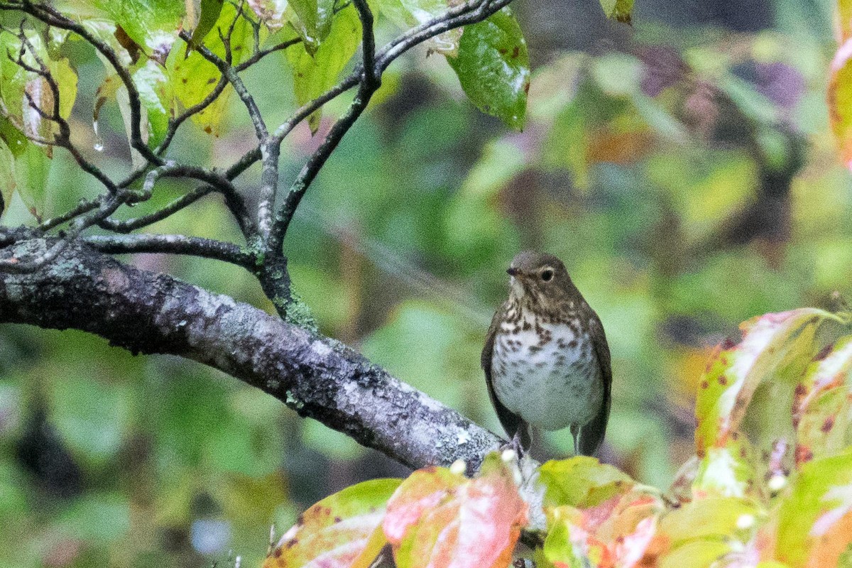 Swainson's Thrush - ML36865601