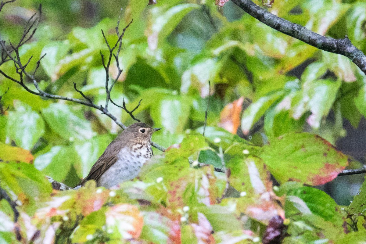 Swainson's Thrush - ML36865611