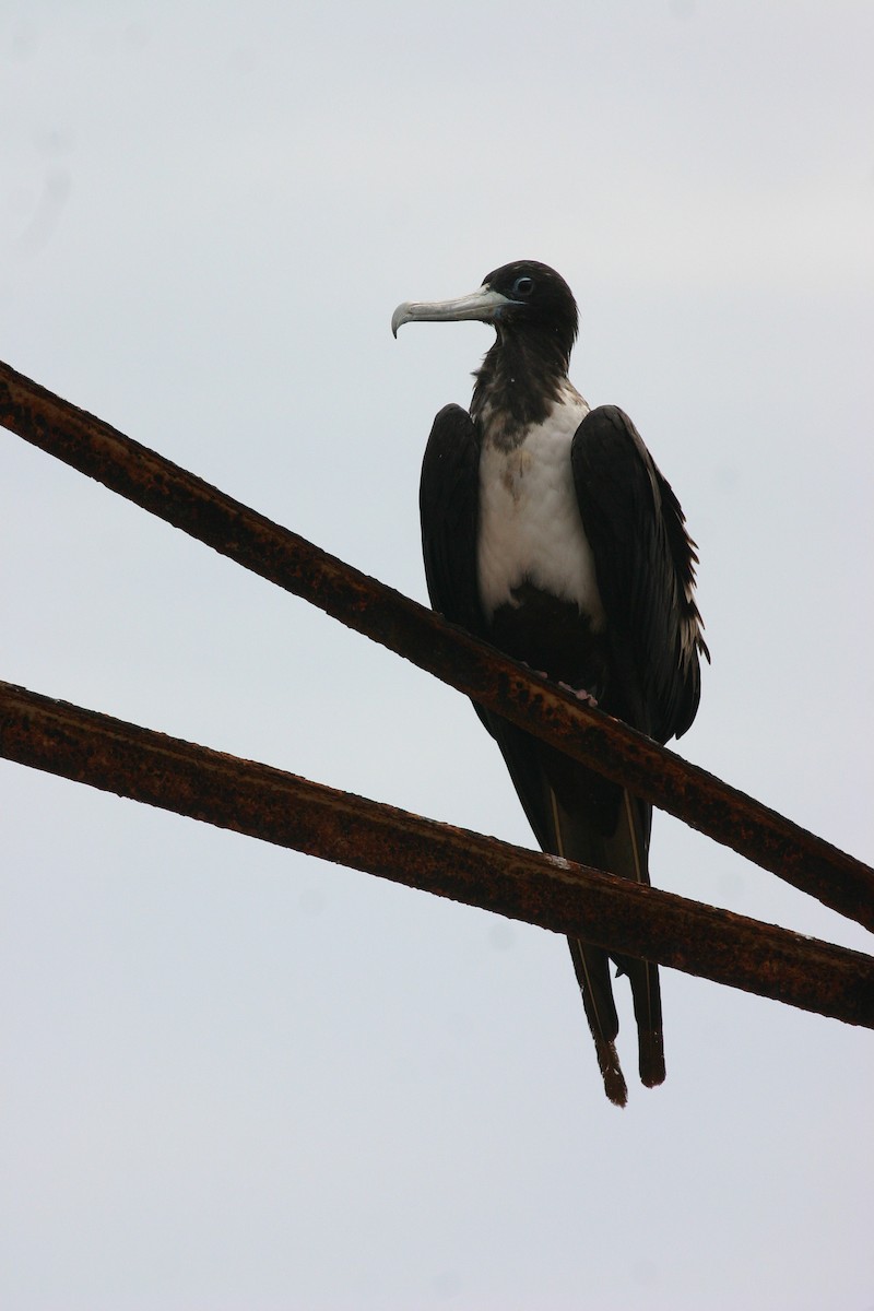 Magnificent Frigatebird - Chris Wood