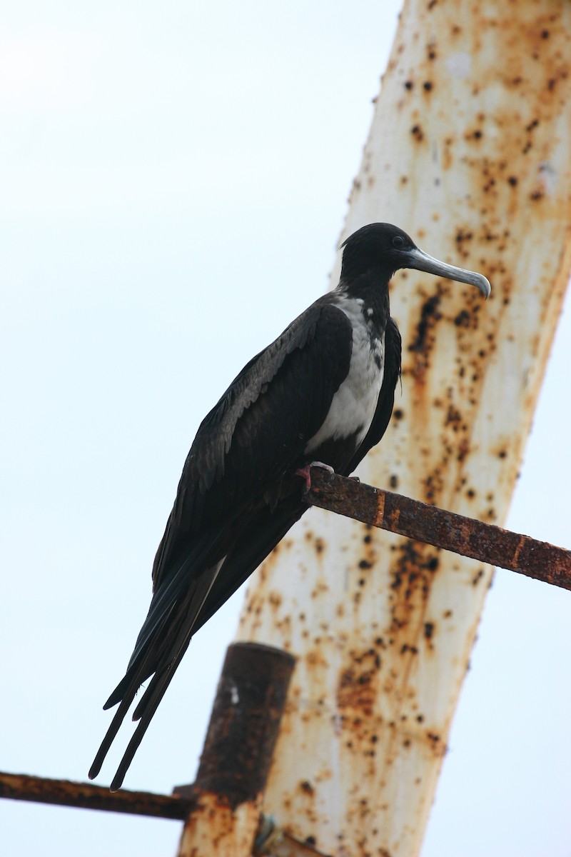 Magnificent Frigatebird - ML36865641