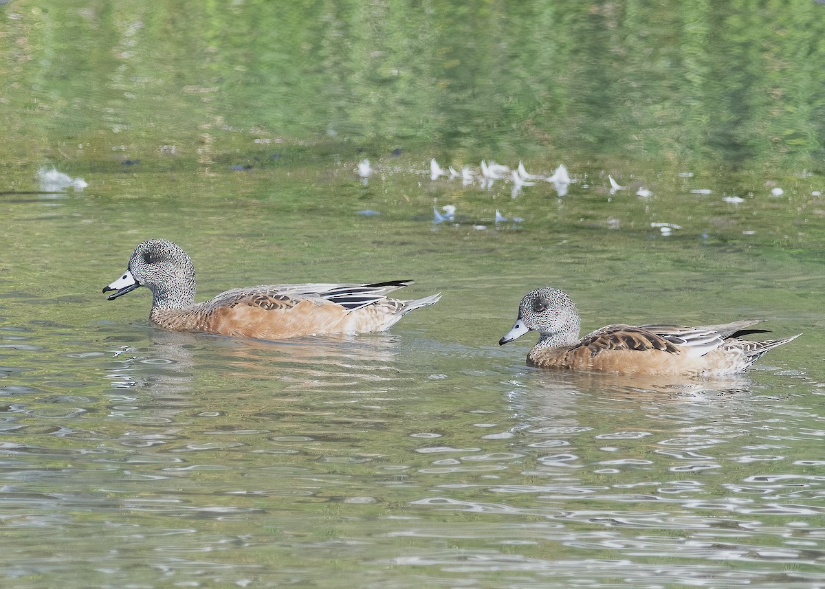 American Wigeon - ML368656441