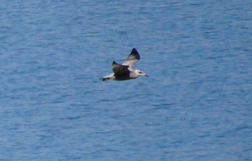 Herring Gull (American) - ML368656761