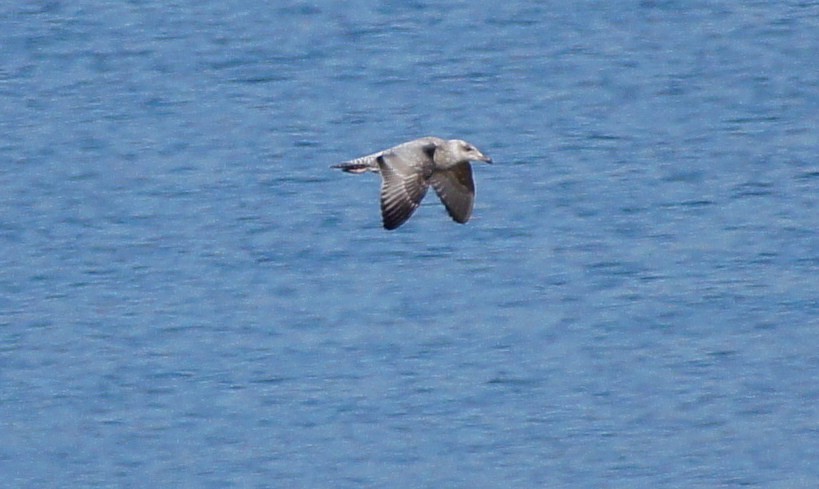 racek stříbřitý (ssp. smithsonianus) - ML368656791