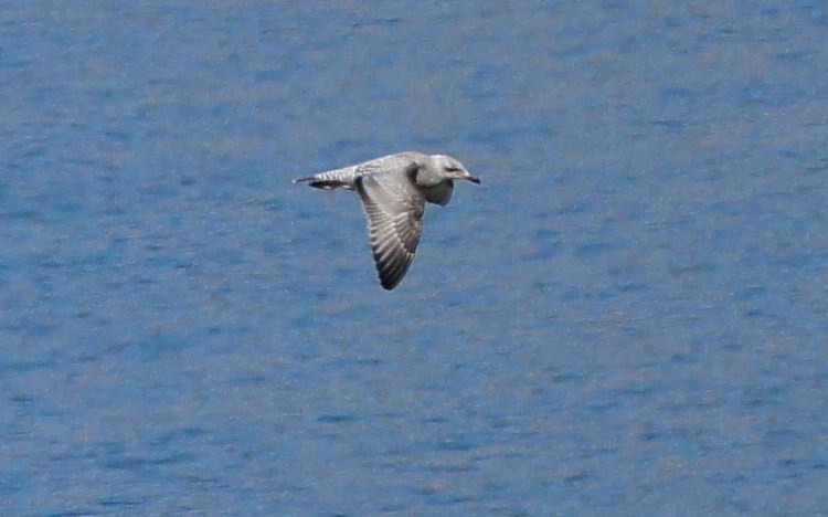 Herring Gull (American) - ML368656801