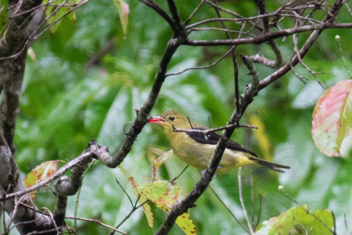 Scarlet Tanager - ML36865801