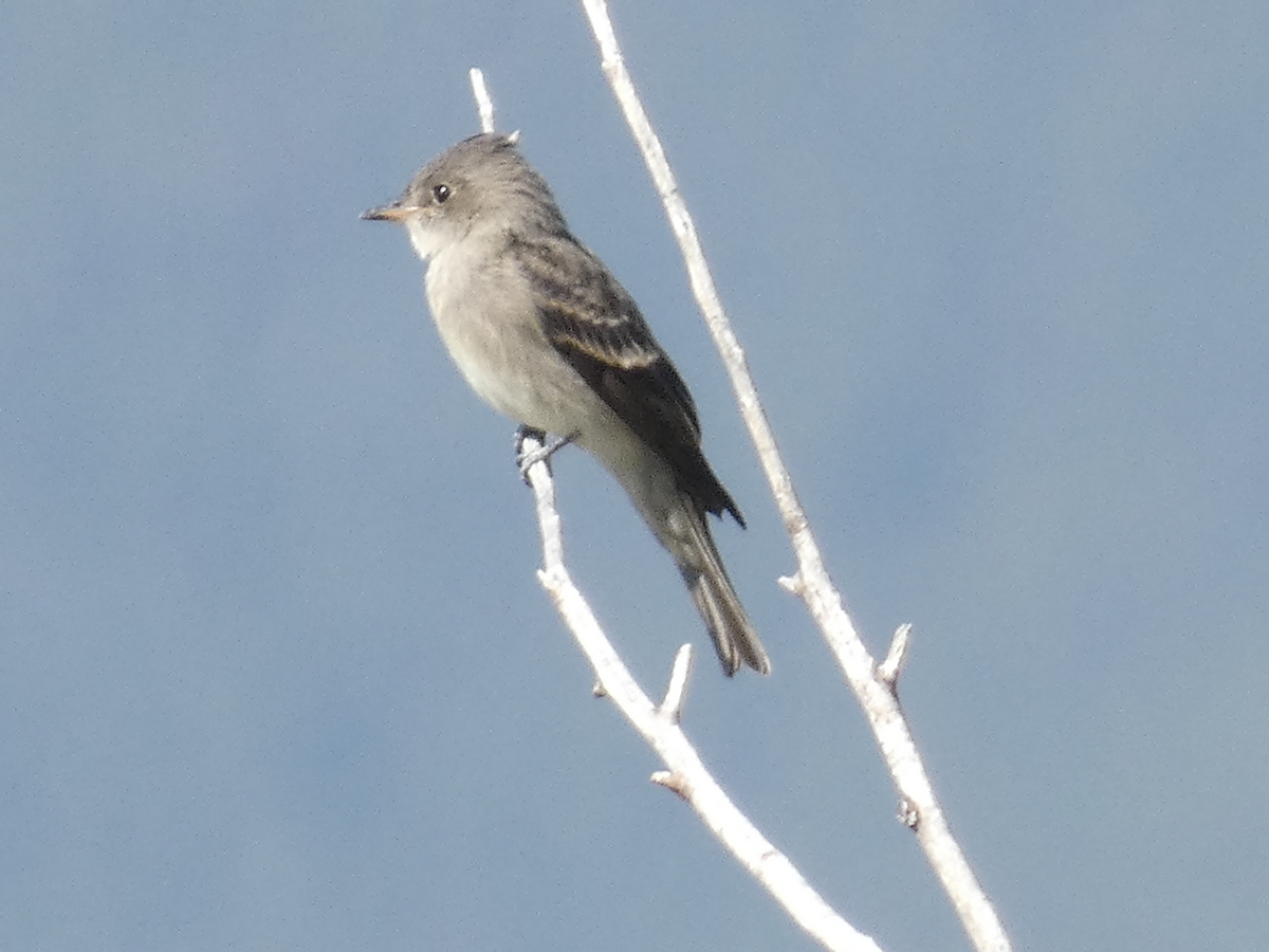 Western Wood-Pewee - ML368658381