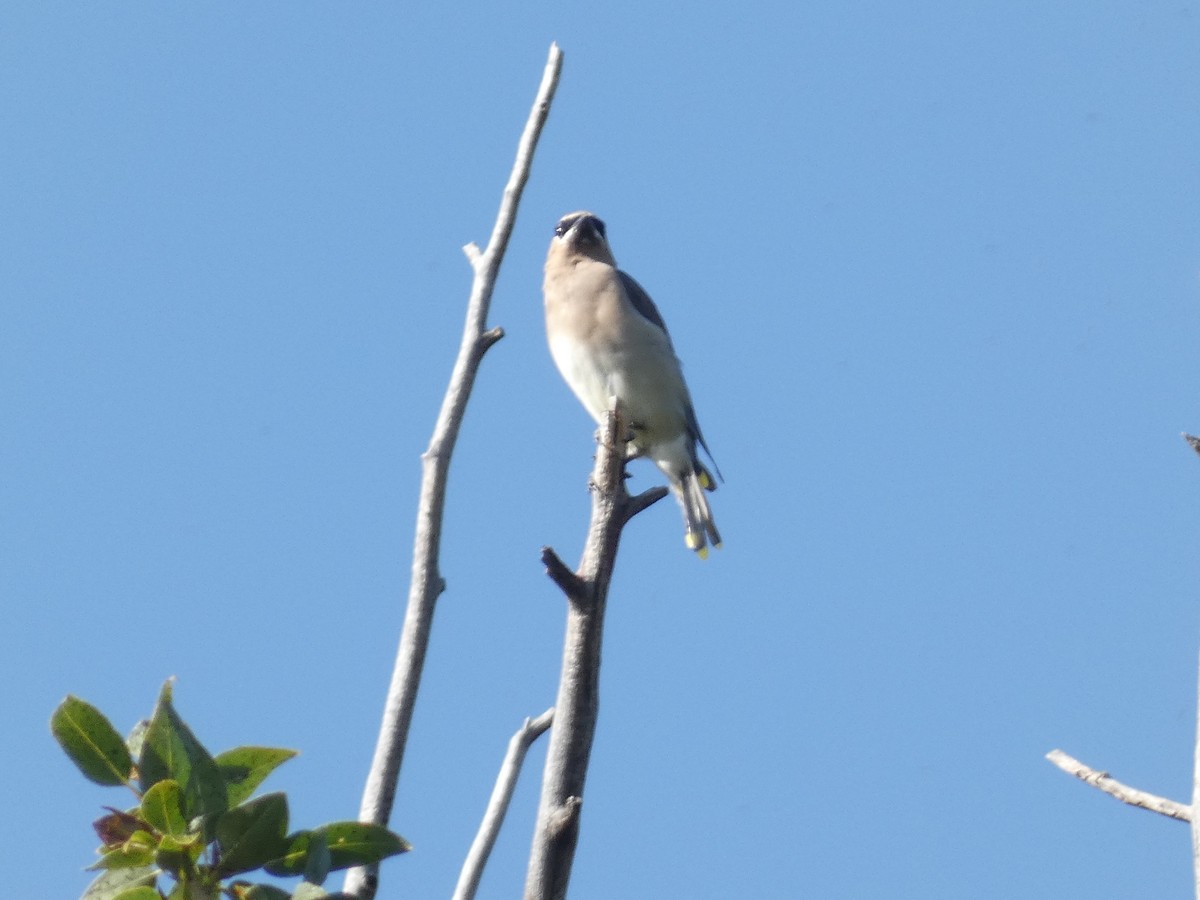 Cedar Waxwing - ML368659191