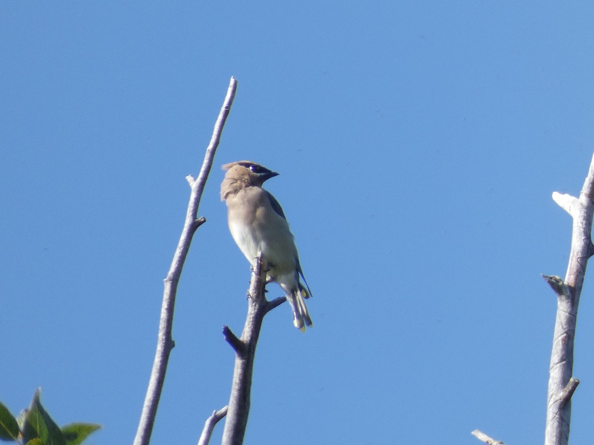 Cedar Waxwing - Carolyn Sanders