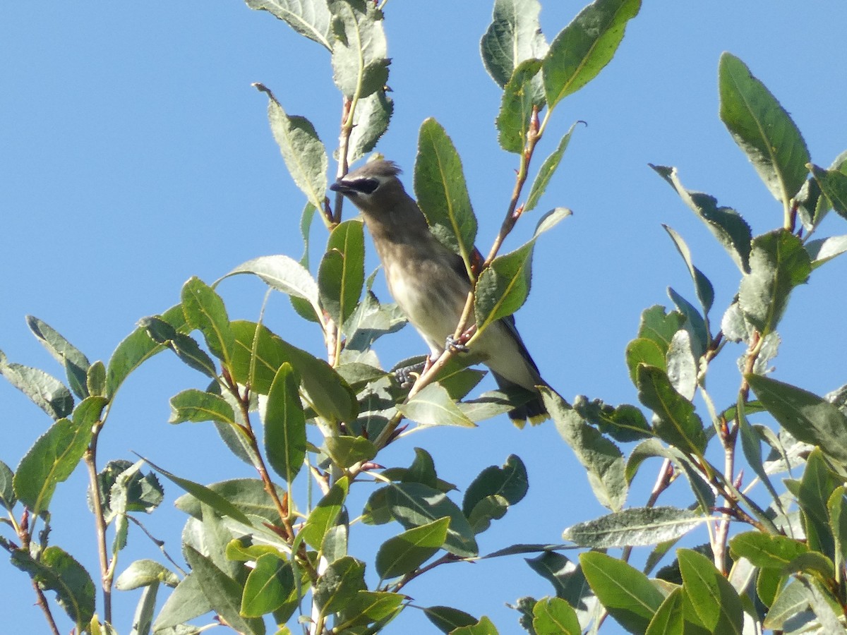 Cedar Waxwing - ML368659291