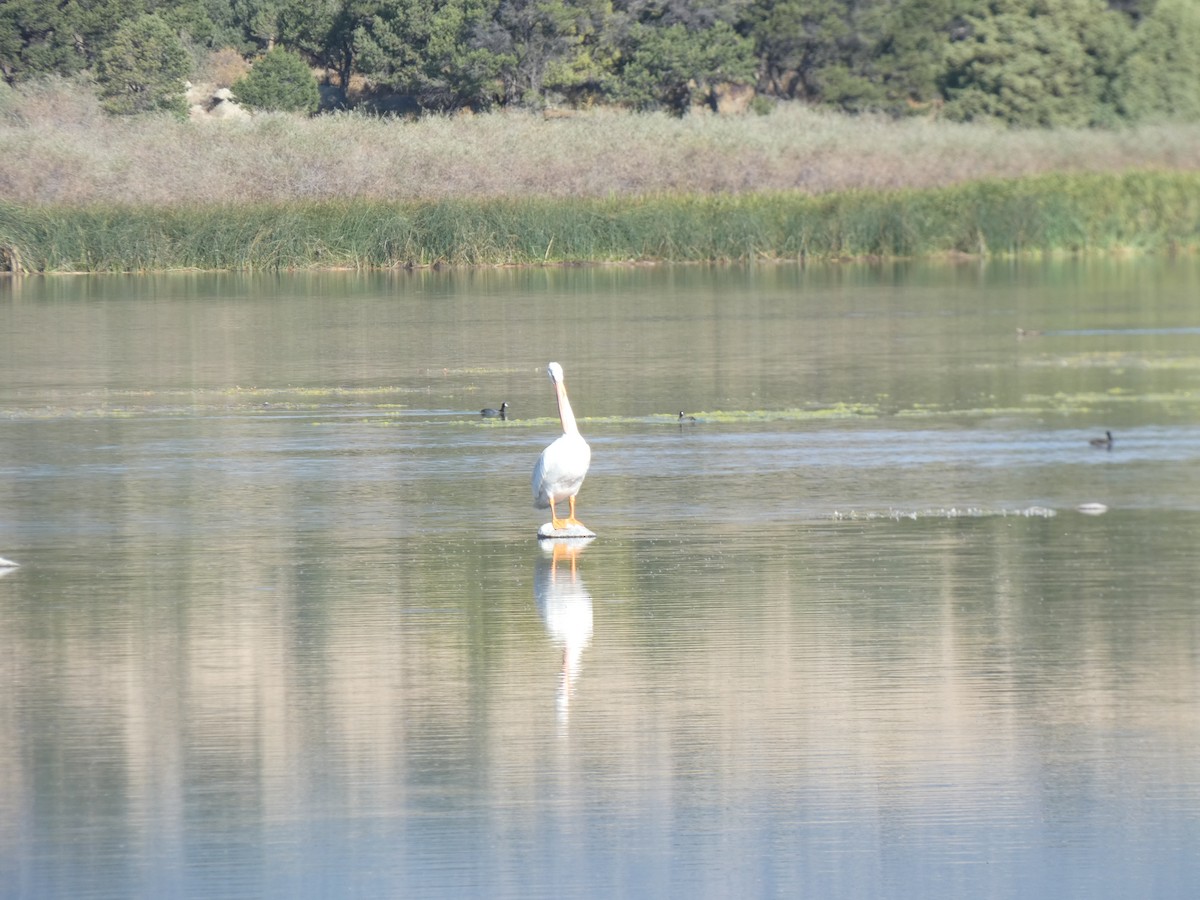 American White Pelican - ML368659461