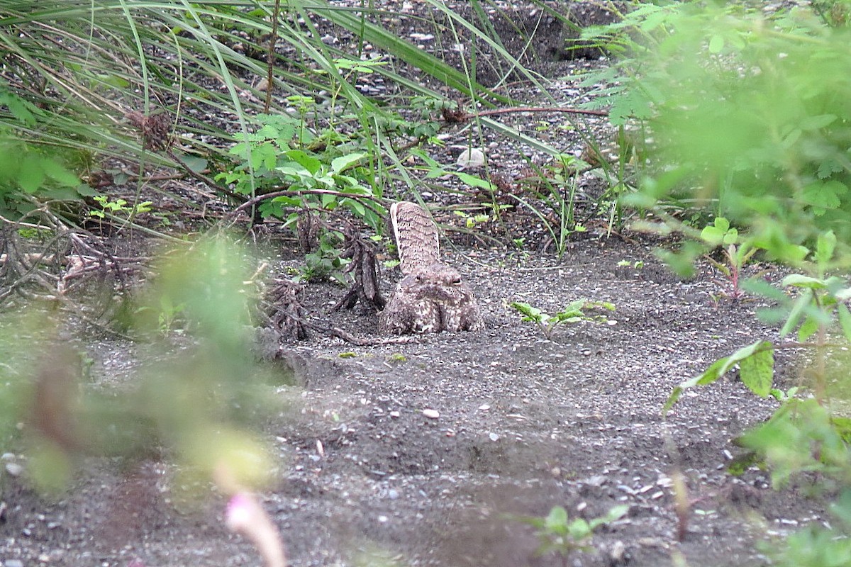 Savanna Nightjar - ML368660811