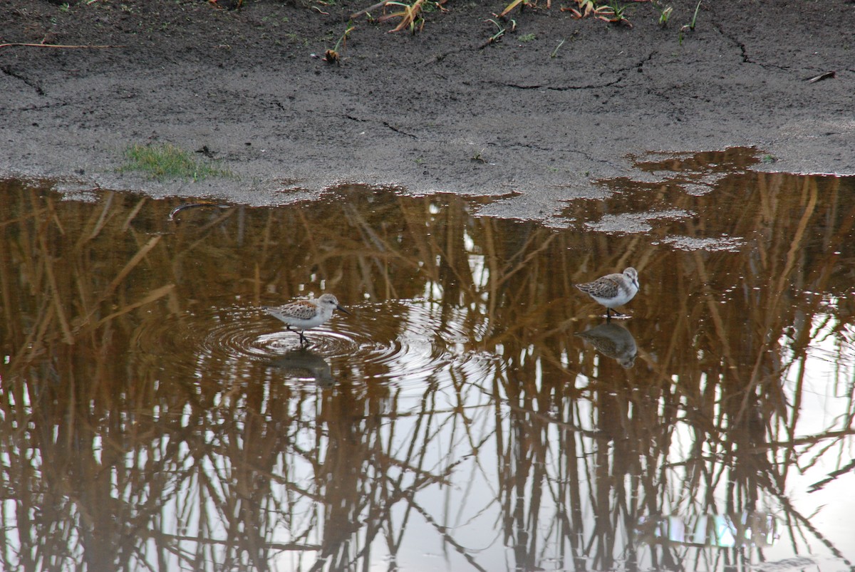 Western Sandpiper - ML368660881