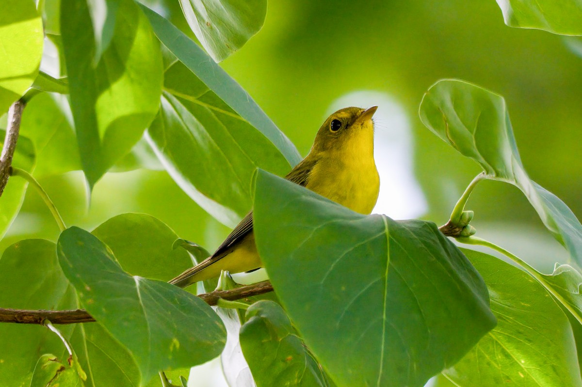 Wilson's Warbler - ML368662061