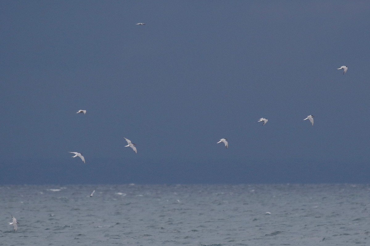 Common Tern - ML368662201