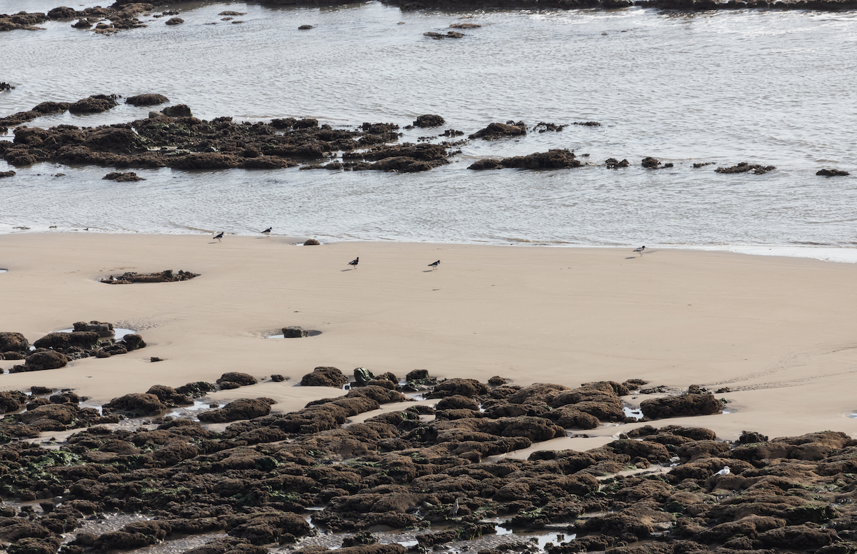 Eurasian Oystercatcher - ML368663681