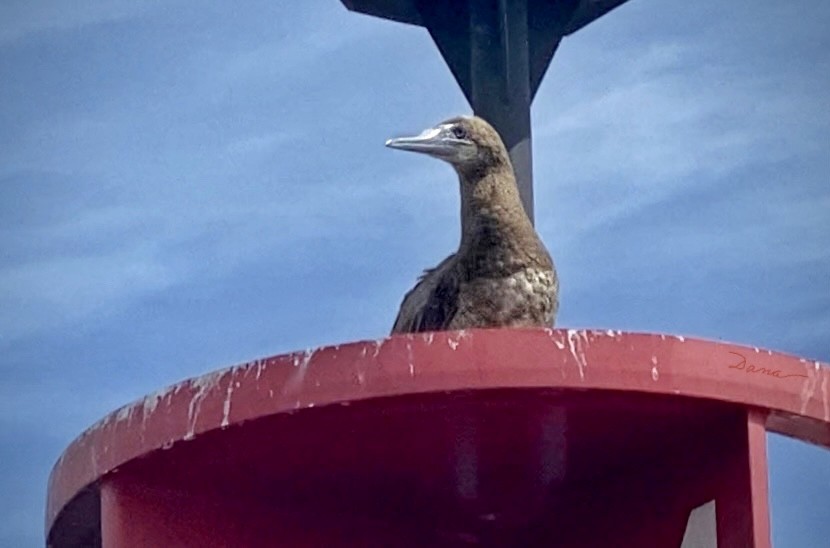 Brown Booby - Dana Barbato