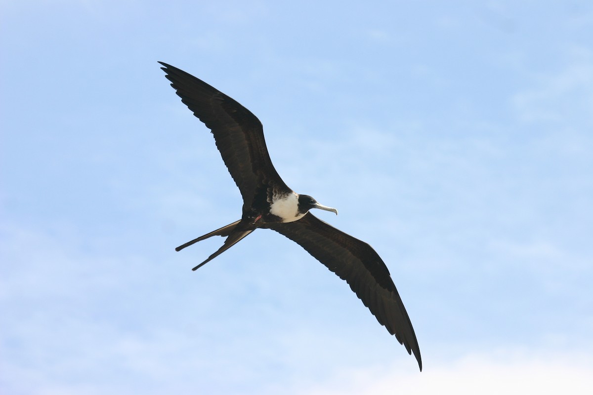 Magnificent Frigatebird - Chris Wood