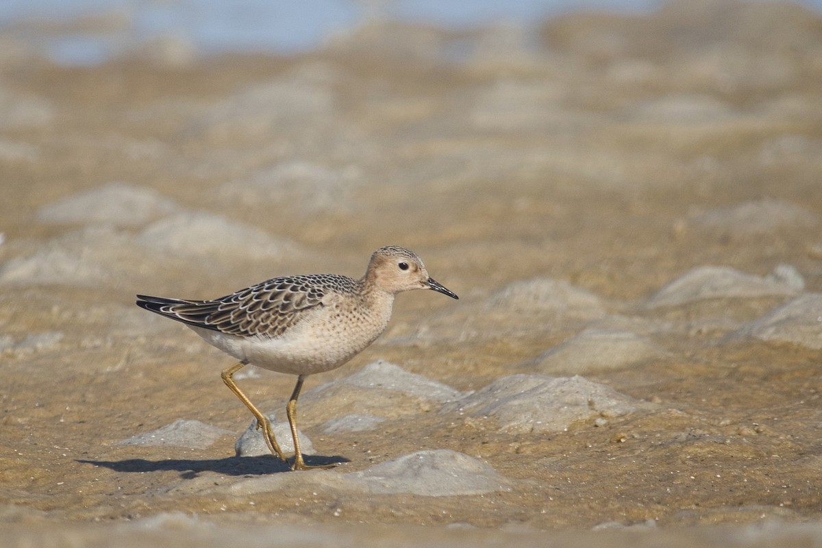 Buff-breasted Sandpiper - ML368666121