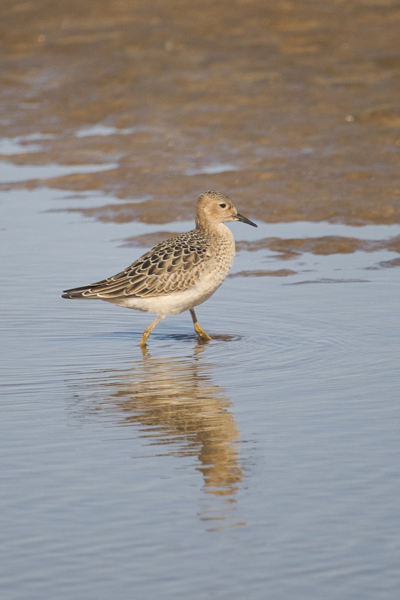 Buff-breasted Sandpiper - ML368666661