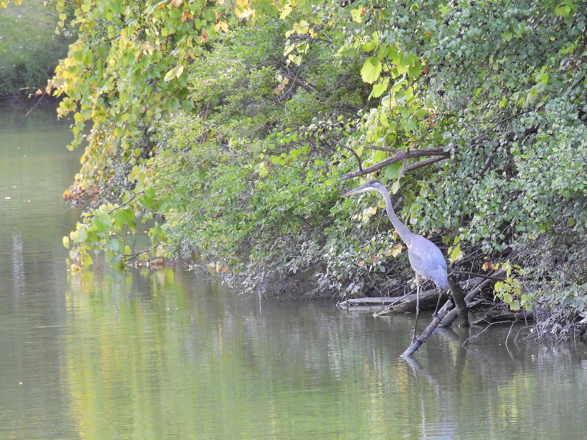 Great Blue Heron - ML368667231