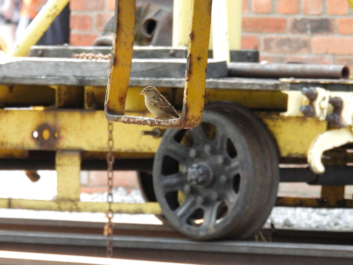 House Sparrow - ML368667471