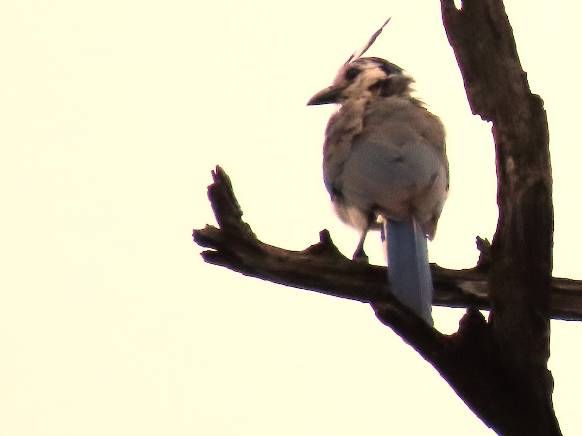 White-throated Magpie-Jay - Francisco Emilio Roldan Velasco Tuxtla Birding Club - Chiapas