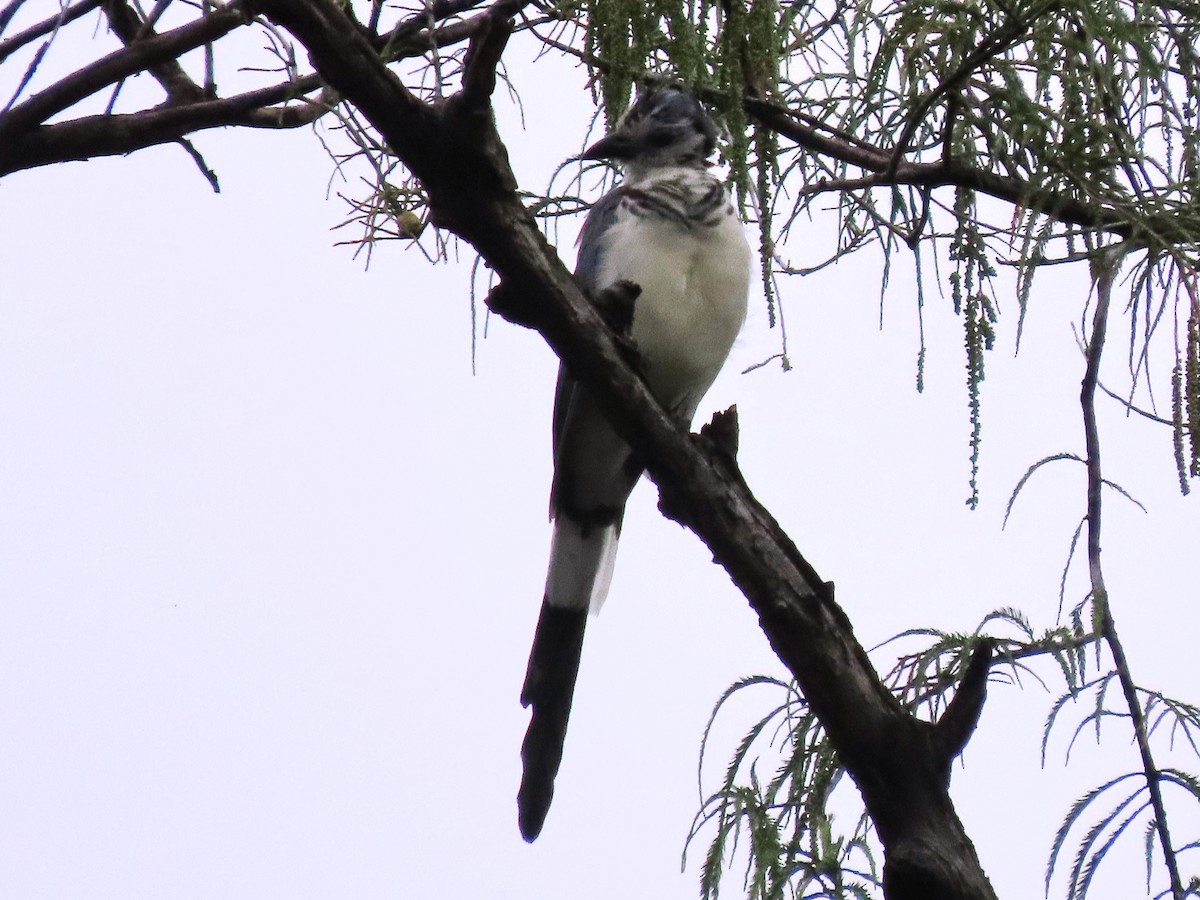 White-throated Magpie-Jay - Francisco Emilio Roldan Velasco Tuxtla Birding Club - Chiapas