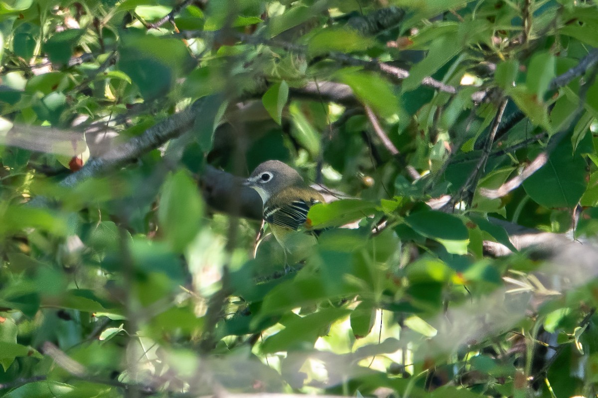 Blue-headed Vireo - ML368668791