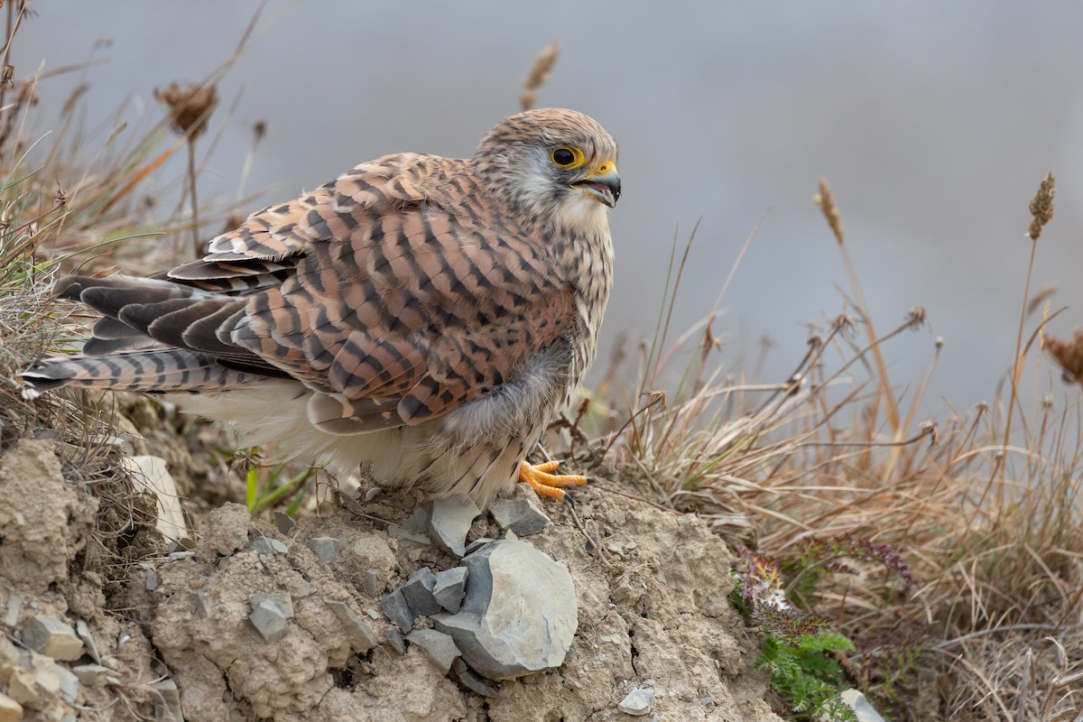 Eurasian Kestrel - ML368668951