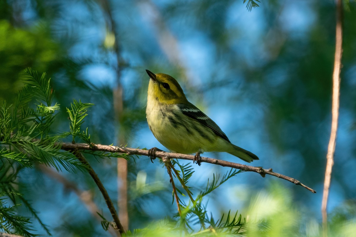 Black-throated Green Warbler - ML368669261