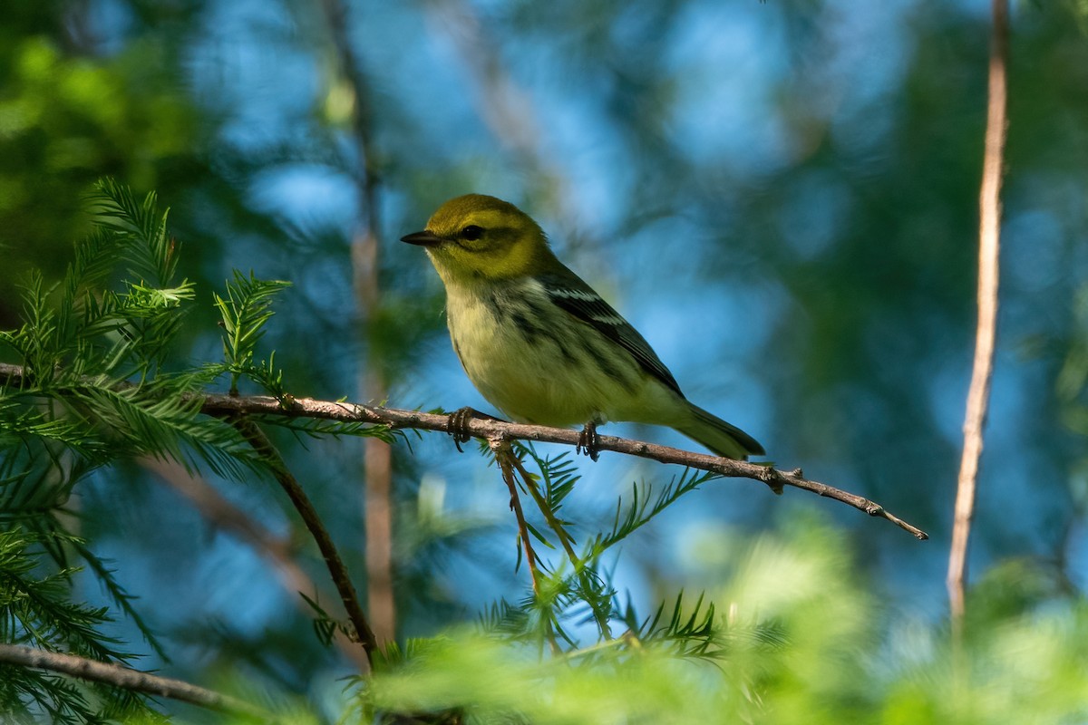 Black-throated Green Warbler - ML368669271