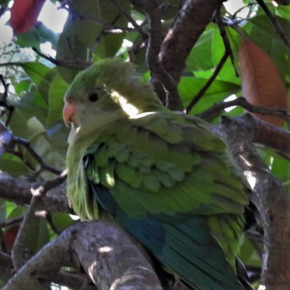 Superb Parrot - Benedick Furniss