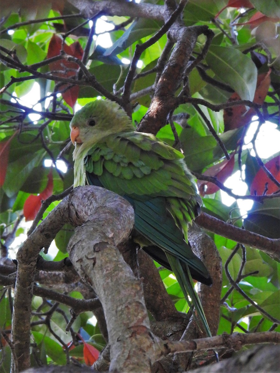 Superb Parrot - Benedick Furniss