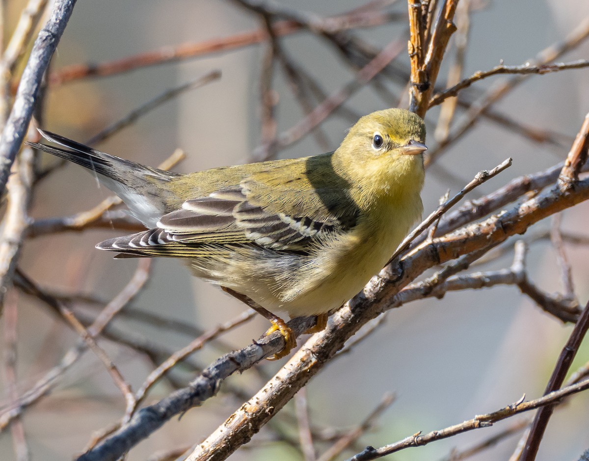 Streifenwaldsänger - ML368683451