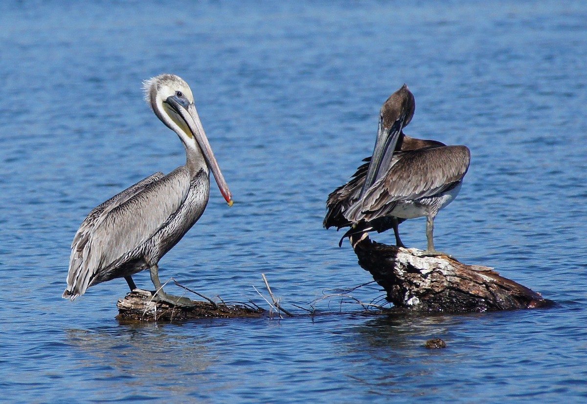 Brown Pelican - ML368684161