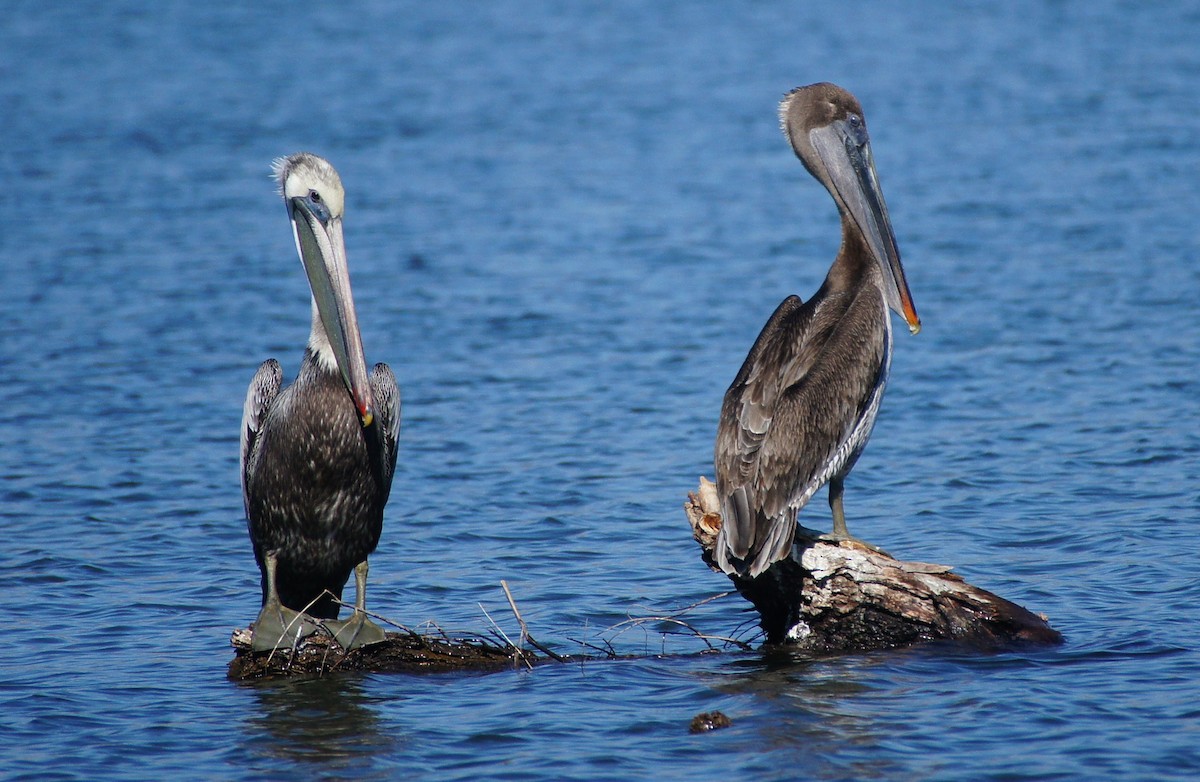 Brown Pelican - ML368684191