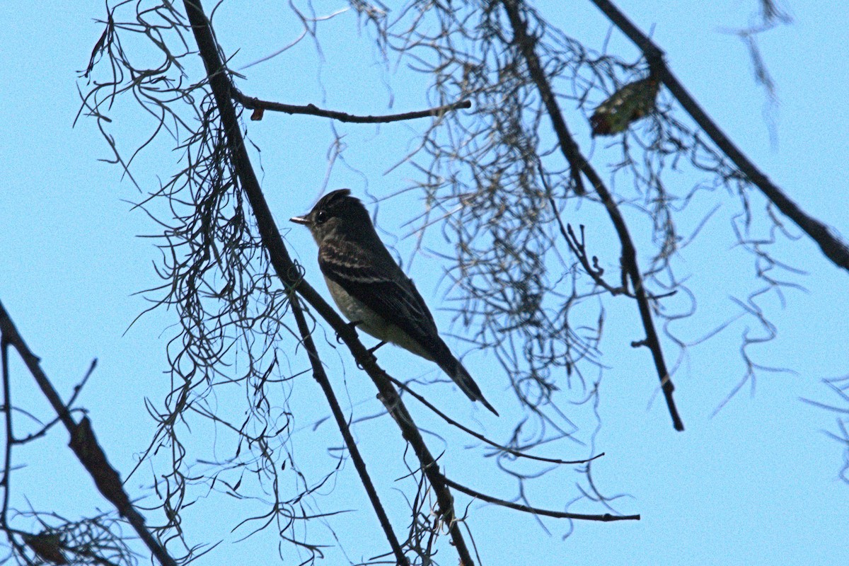 Eastern Wood-Pewee - ML36868541